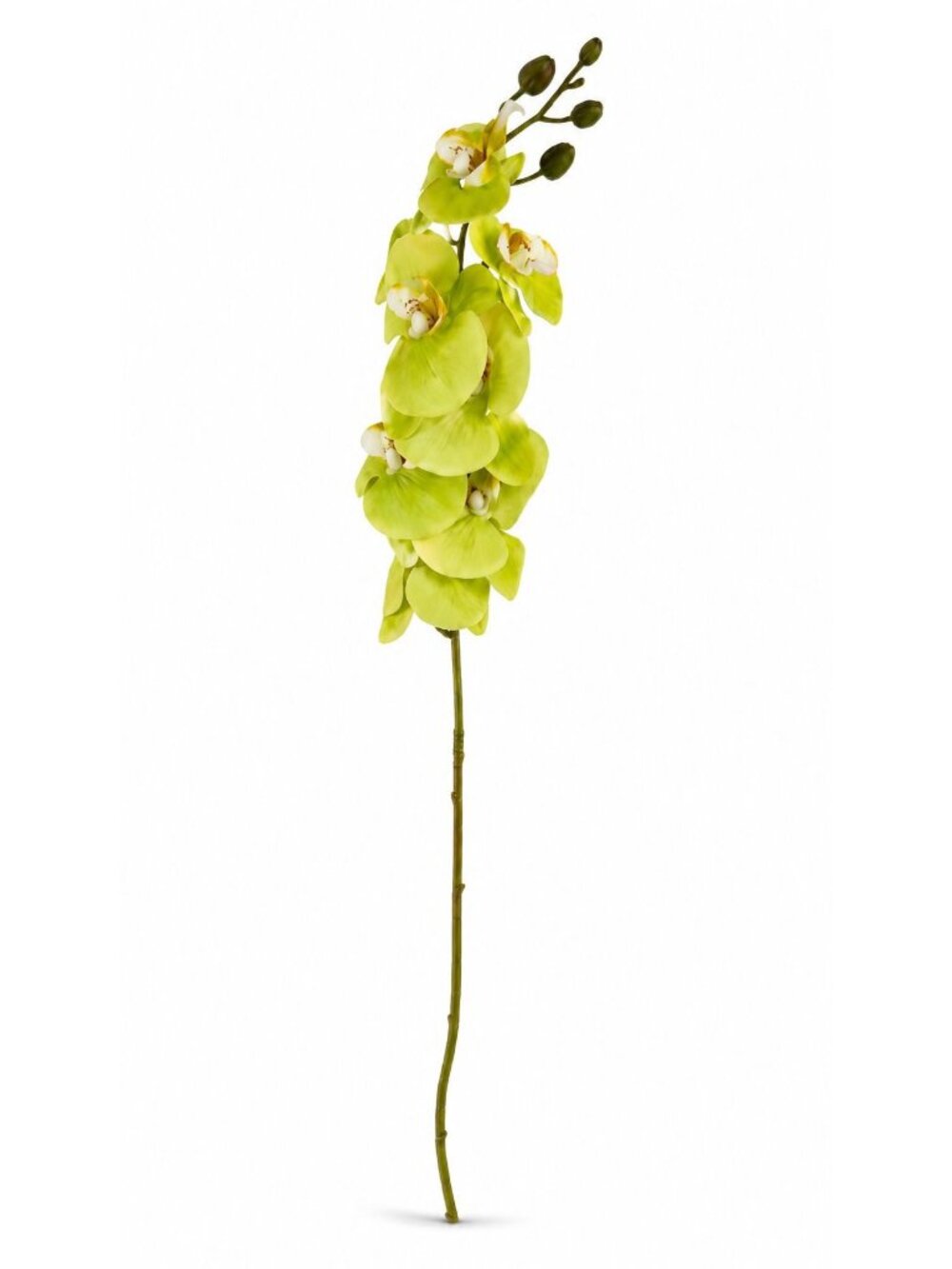 Real Touch Cymbidium Orchid Stem | Green Artificial Orchid | 31 Inch Faux Floral